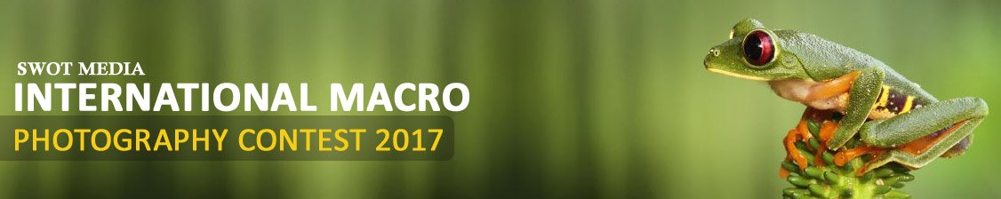 wedding photography contest